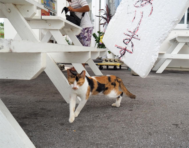 沖縄猫さん4516.jpg