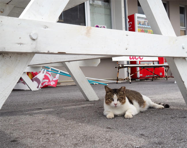 沖縄猫さん4517.jpg