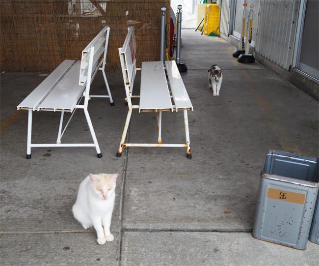沖縄猫さん4520.jpg