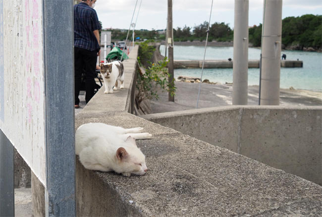 沖縄猫さん4522.jpg