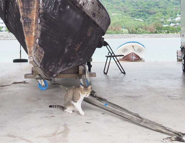 沖縄猫さん4532.jpg
