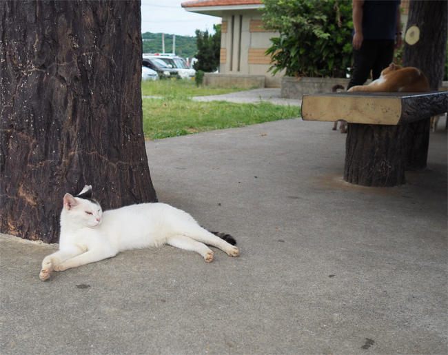 沖縄猫さん4535.jpg