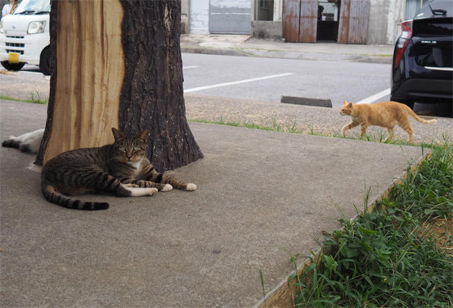 沖縄猫さん4536.jpg