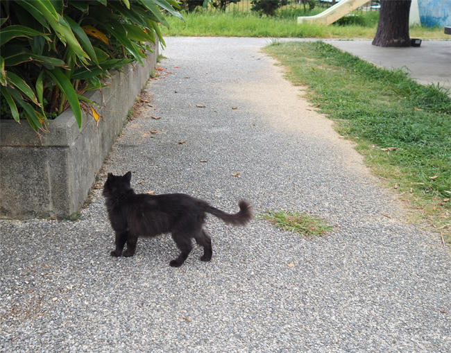 沖縄猫さん4537.jpg