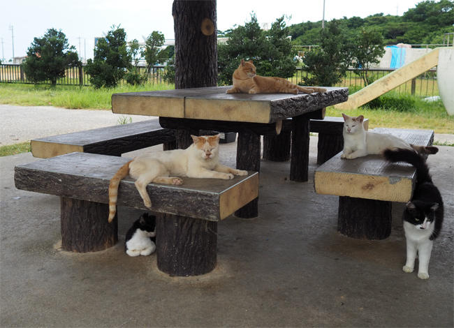 沖縄猫さん4539.jpg
