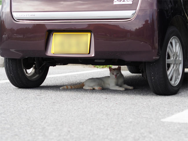沖縄猫さん4558.jpg