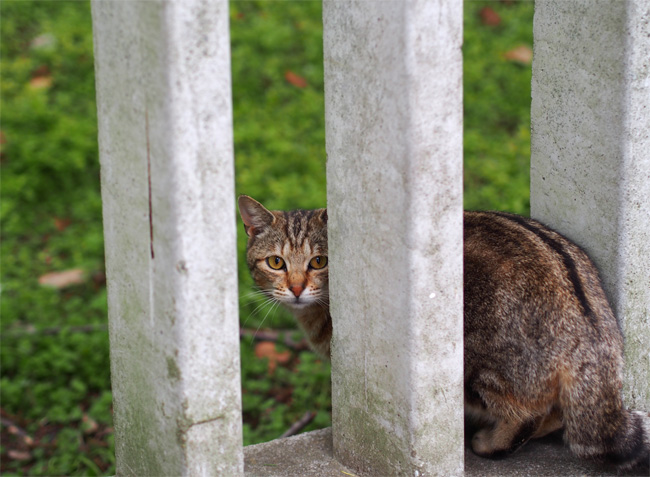 塀と猫さん456.jpg