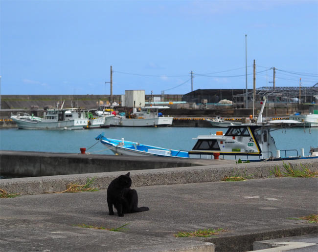 沖縄猫さん4564.jpg