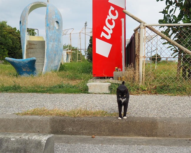 沖縄猫さん4566.jpg