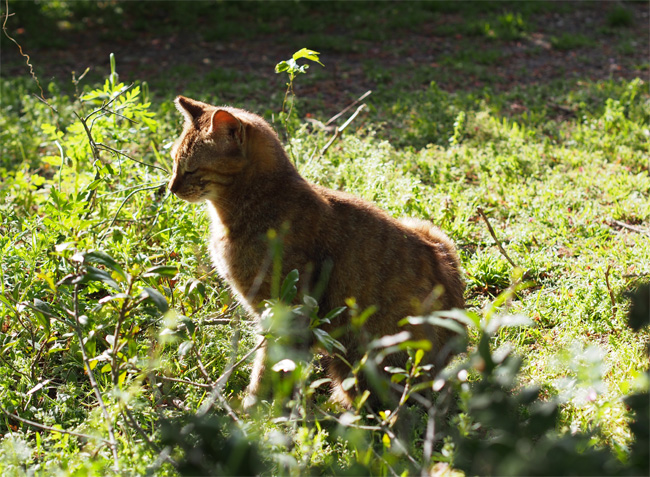 仲良し公園猫さん458.jpg