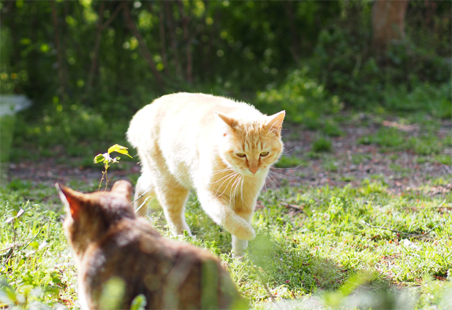 仲良し公園猫さん460.jpg