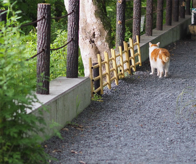 京都猫さん4609.jpg