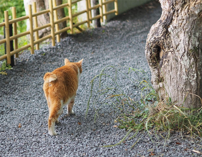 京都猫さん4610.jpg