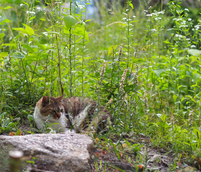 京都猫さん4614.jpg