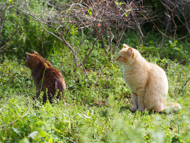 仲良し公園猫さん462.jpg