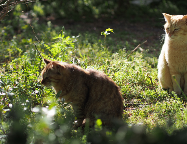 仲良し公園猫さん463.jpg