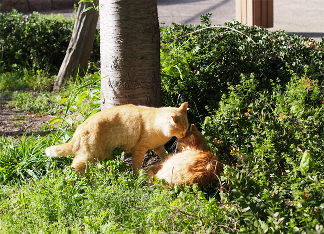 仲良し公園猫さん464.jpg