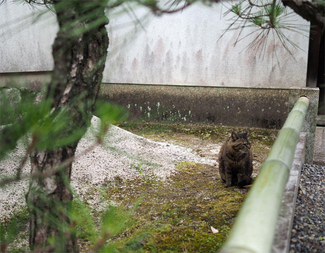 松と茶トラさん4647.jpg