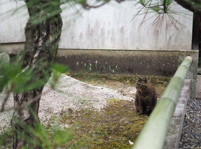 松と茶トラさん4648.jpg