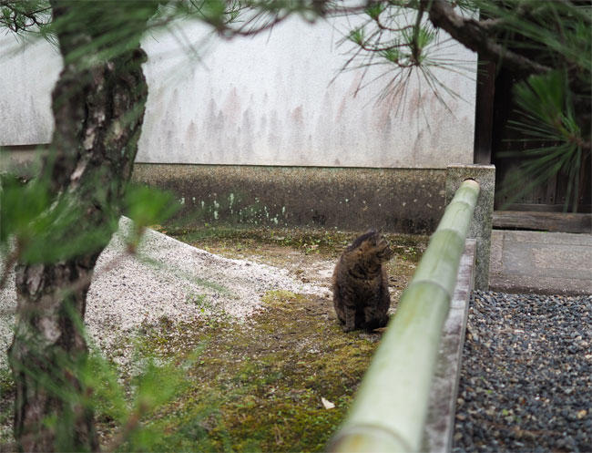 松と茶トラさん4649.jpg