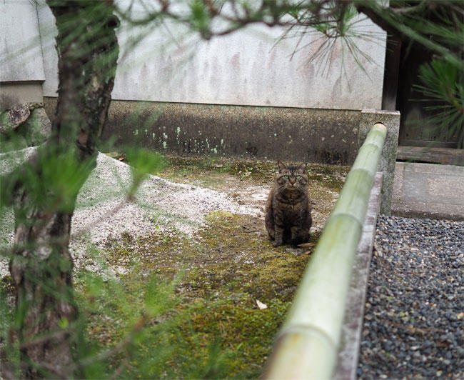松と茶トラさん4650.jpg