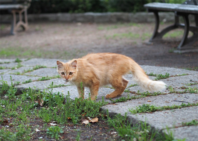 仲良し公園猫さん467.jpg