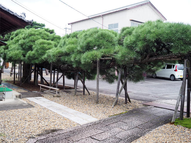 猫寺 称念寺4732.jpg