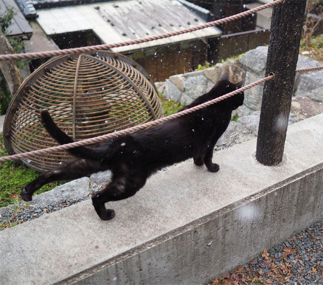 雪と猫さん4903.jpg