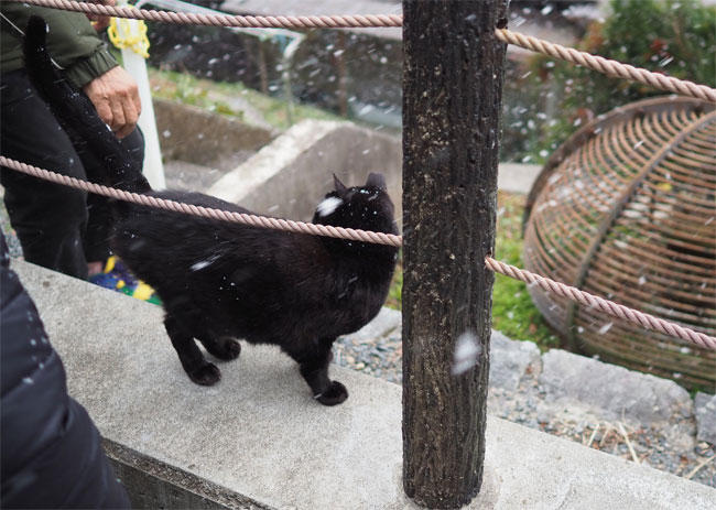 雪と猫さん4904.jpg