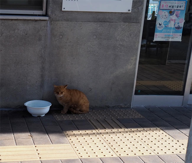 フェリー待合所猫さん4935.jpg