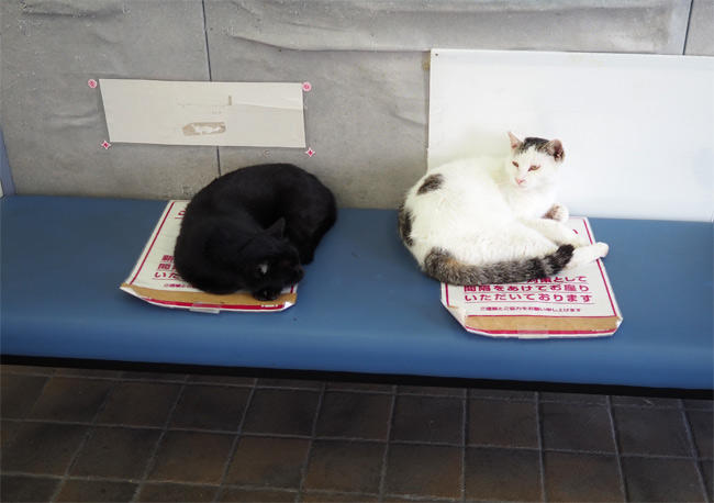 フェリー待合所猫さん4939.jpg