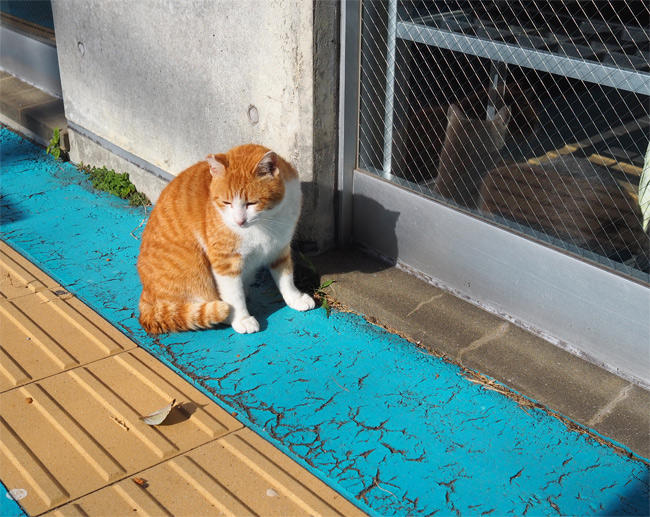 フェリー待合所猫さん4940.jpg