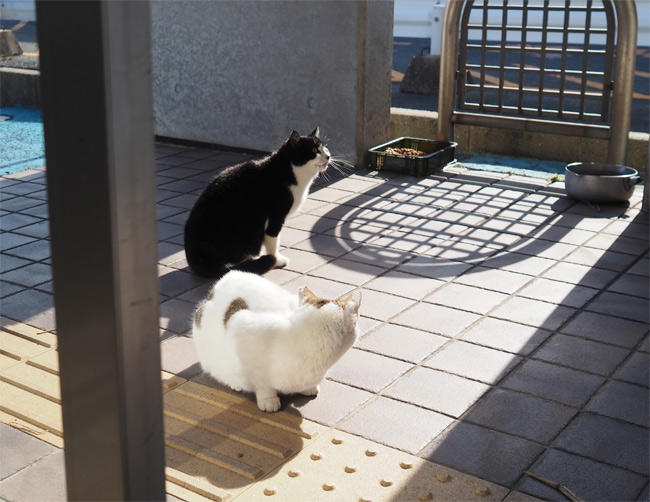 フェリー待合所猫さん4942.jpg