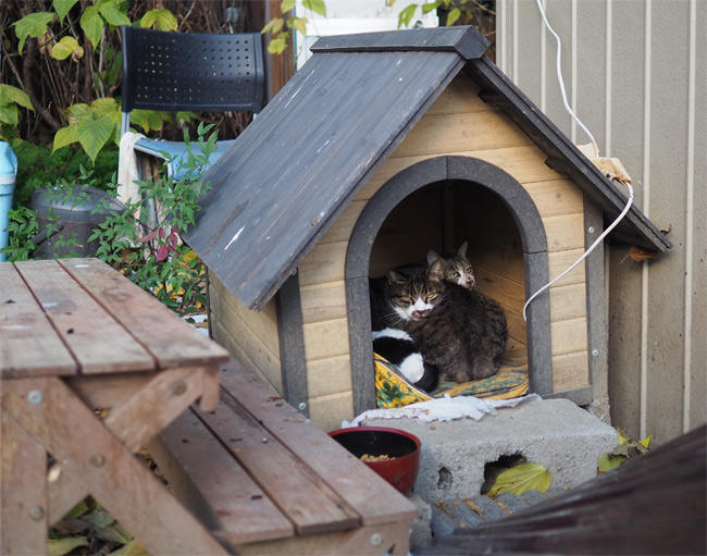 猫ハウス4951.jpg