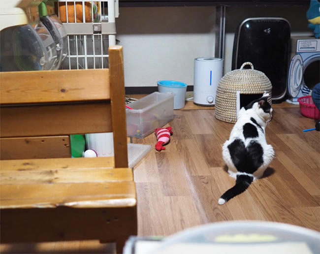 小倉猫茶屋猫さん4997.jpg