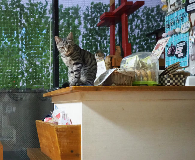 小倉猫茶屋猫さん5005.jpg