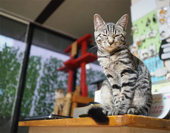 小倉猫茶屋猫さん5006.jpg