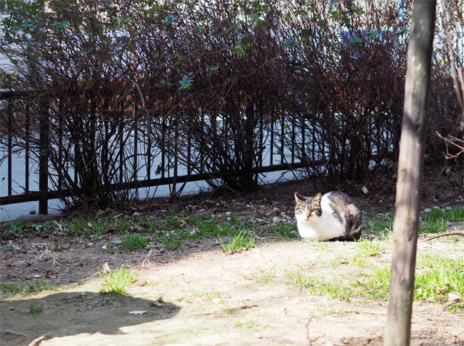 公園猫さん5019.jpg