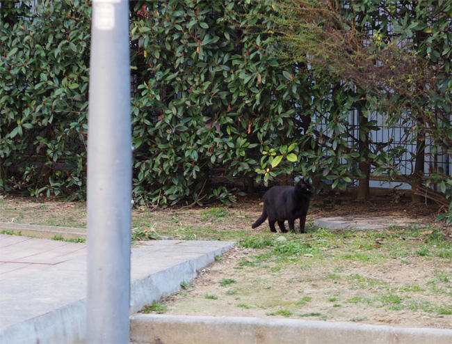 公園猫さん5021.jpg