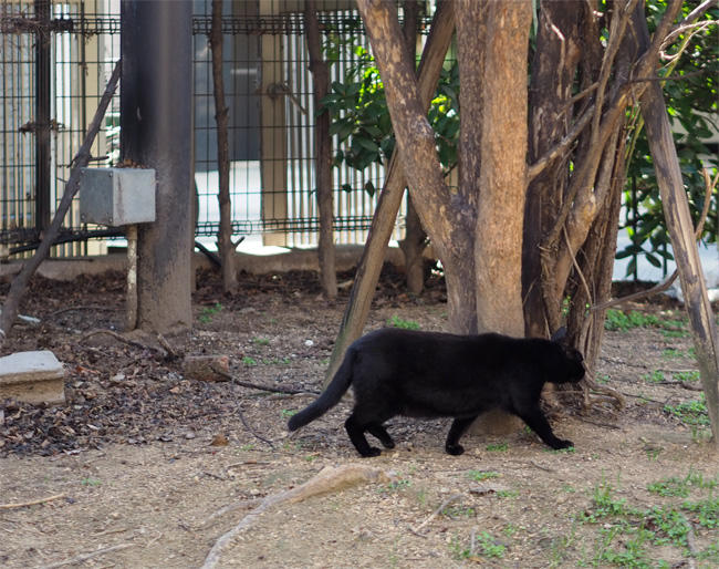 公園猫さん5022.jpg