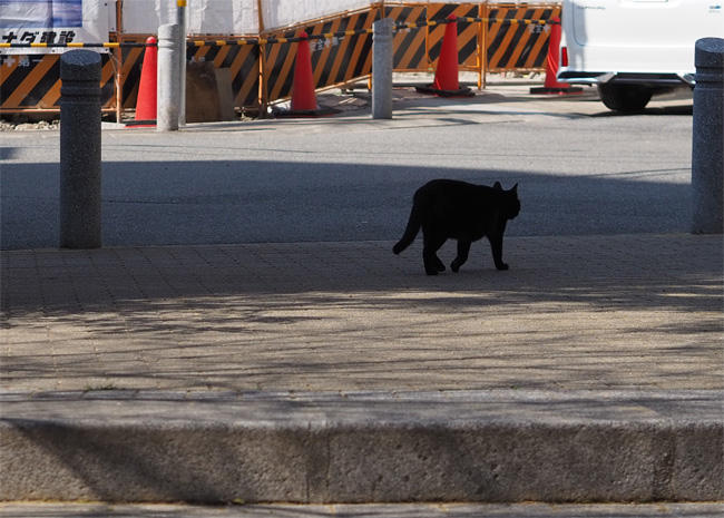 公園猫さん5024.jpg