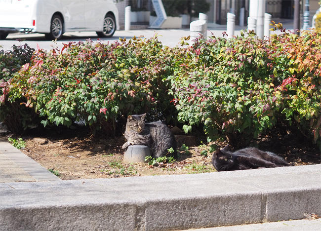 公園猫さん5025.jpg
