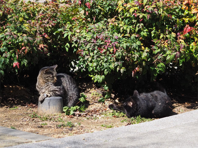 公園猫さん5026.jpg