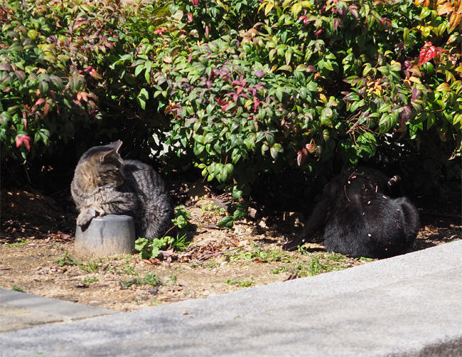 公園猫さん5027.jpg