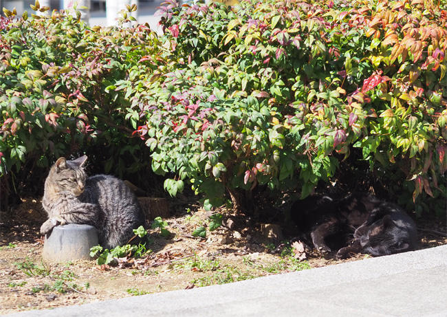 公園猫さん5028.jpg
