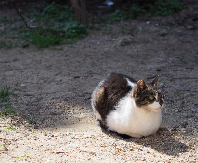 公園猫さん5034.jpg