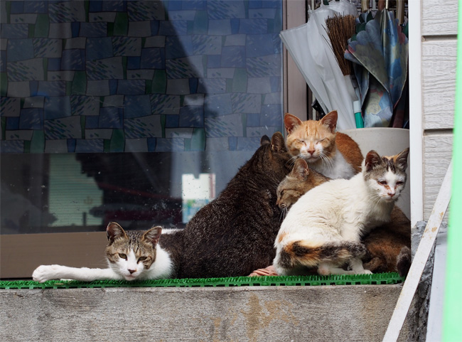 湯島の猫さん504.jpg