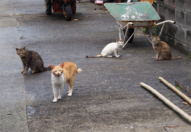 湯島の猫さん505.jpg