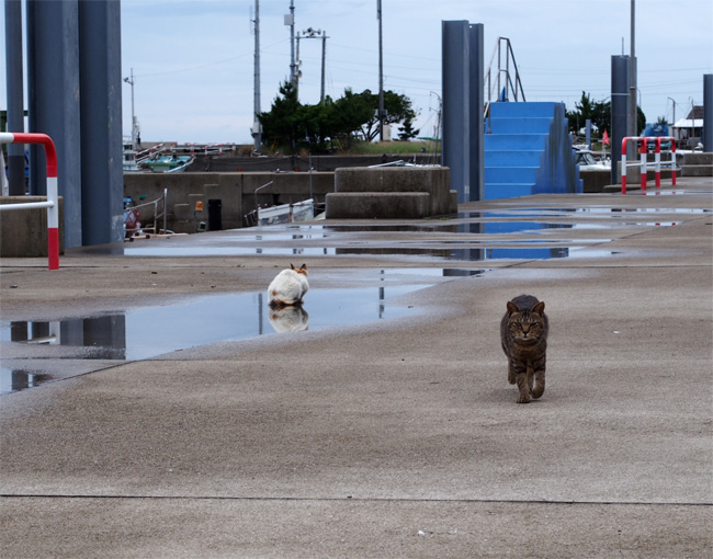 湯島の猫さん508.jpg