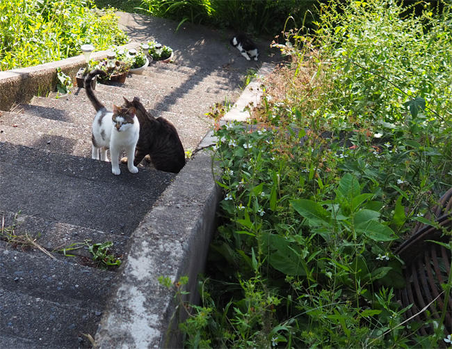 京都猫さん5114.jpg
